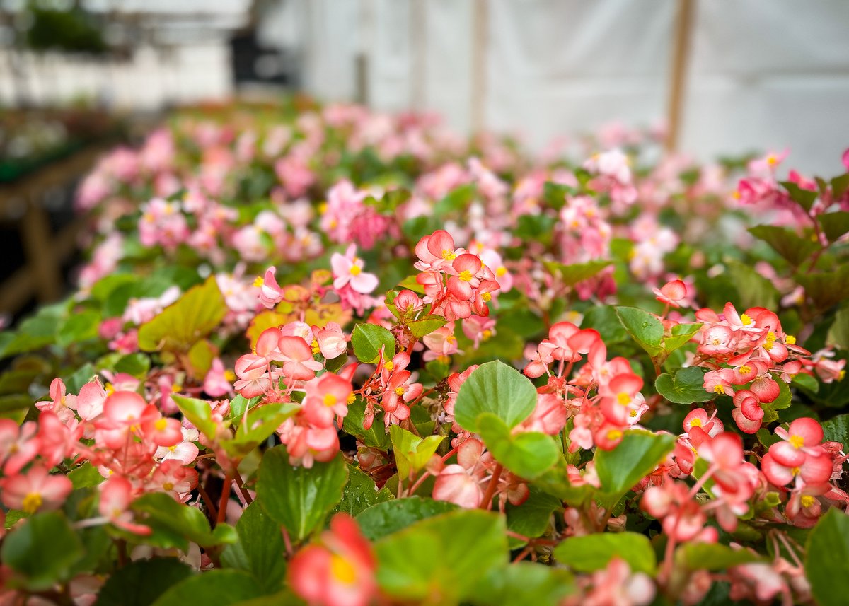 Our newest sale is 25% off flowering annuals! Additionally get 25% off bags of EarthMix Garden Products Landscape Soil Conditioner, AND 25% of all Decorative Containers! Ends June 29th. In store only! Read the new blog "Saturated Summer Start", here: batesnursery.com/blogs/in-the-g…