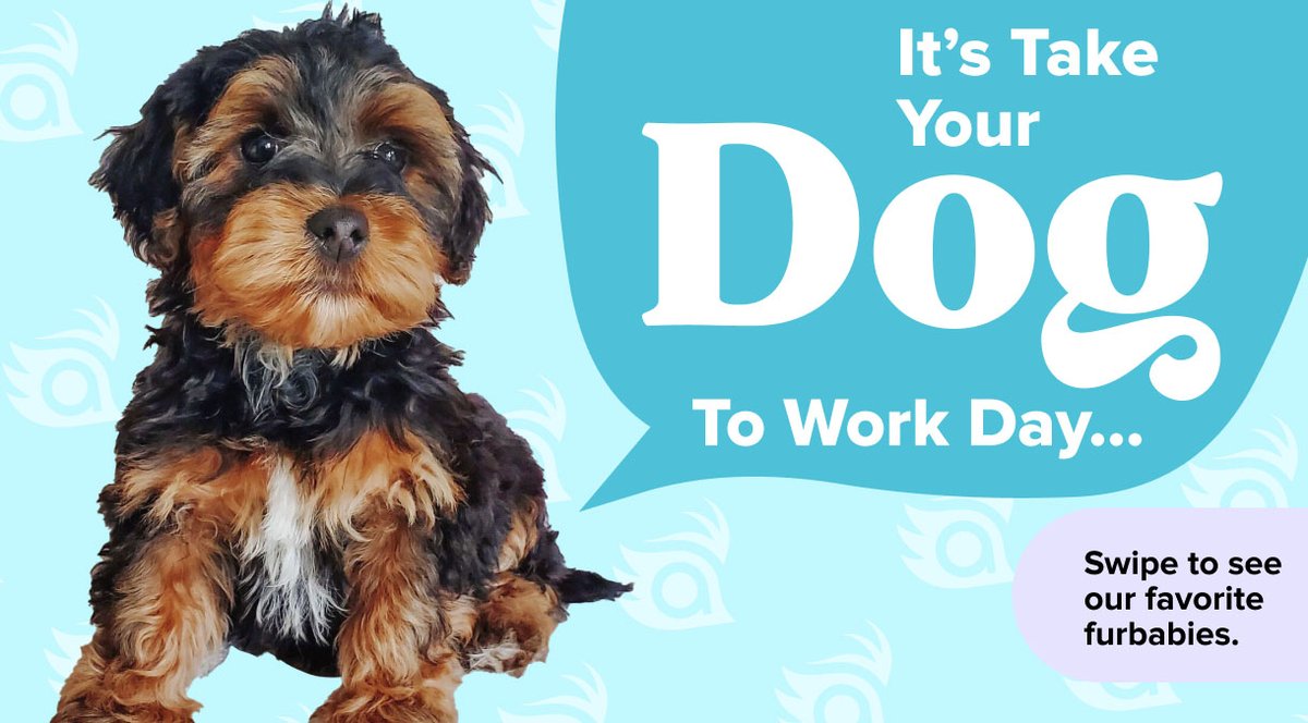 Terakeet's tweet image. It's Take Your Dog To Work Day! 🐶❤️ Enjoy the paw-sitive vibes, adorable distractions, and furry colleagues.
   
#TYDTWD #DogAtWork #WorkBarkPlay #WeAreTerakeet