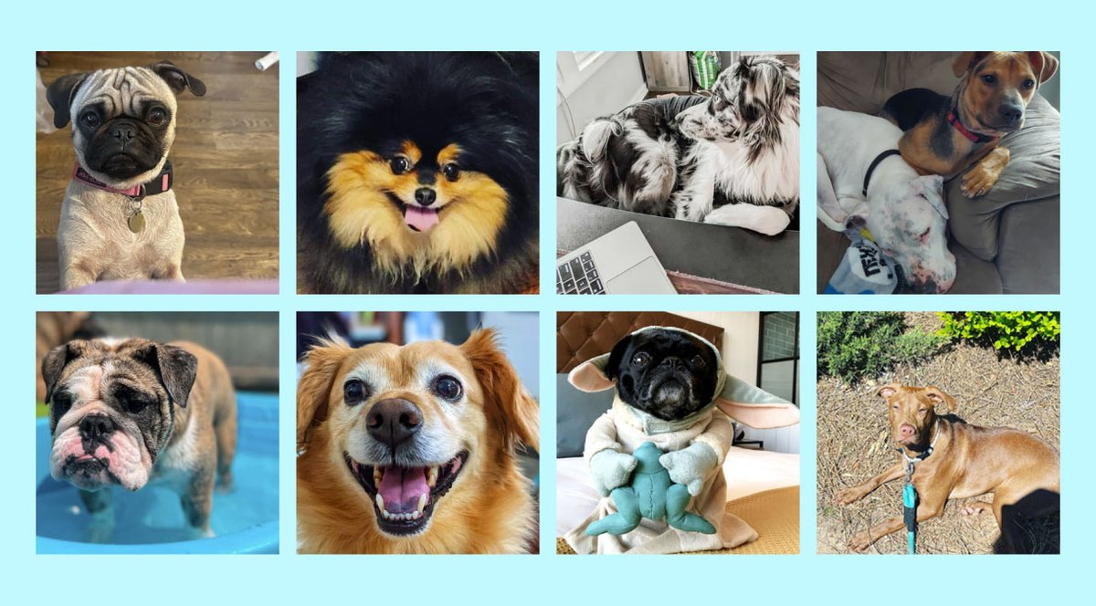 Terakeet's tweet image. It's Take Your Dog To Work Day! 🐶❤️ Enjoy the paw-sitive vibes, adorable distractions, and furry colleagues.
   
#TYDTWD #DogAtWork #WorkBarkPlay #WeAreTerakeet