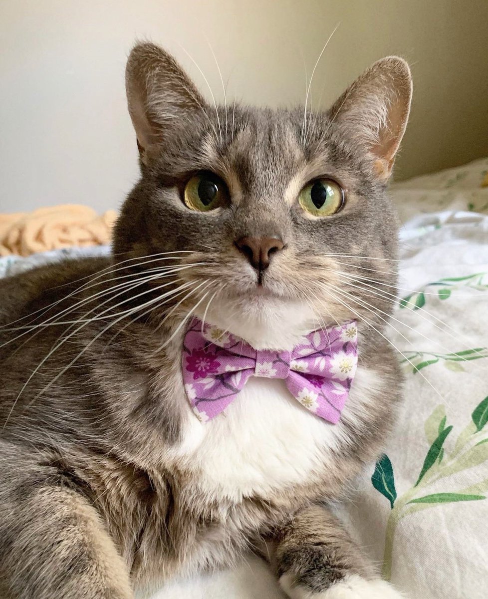 NorthernWhisker's tweet photo. Handmade with love and designed for maximum cuteness our bow ties will have your furbabies stealing hearts from anyone that sees them. 🥰

#CatsLover #CatsOfTwitter #cutecat #smallbusiness #catbowtie https://t.co/f1AZKqCQLM