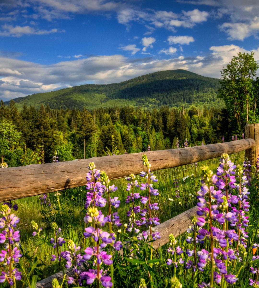 Beautiful summer landscape with lupines at the wooden fence
#nature #naturephotography #naturebeauty #scenic #photography