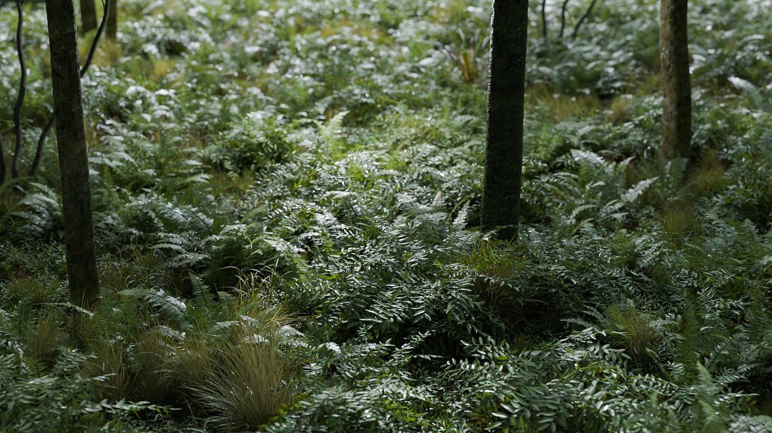 graswald_3d's tweet photo. Can you feel it? Take a moment, and journey with us through this digital forest created by @smallbim_studio

#graswald #madewithgraswald #artists #showcase #picoftheday #nature #art #naturerender #environmentart #digitalart #3dart #cgi #photorealism  #scatter5 #polyhaven https://t.co/KSCVRLmDuK