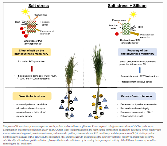 Journal_JSSPN's tweet photo. One more article to our #SiliconCollection

#Silicon (Si) Treatment has Preferential Beneficial Effects on Photosystem I Photochemistry in Salt-Treated #Hordeummarinum (Huds.) Plants

Read at https://t.co/mFtuEb7xla

See Collection:https://t.co/KPgkT6ns06 https://t.co/iwGnyF9oo7