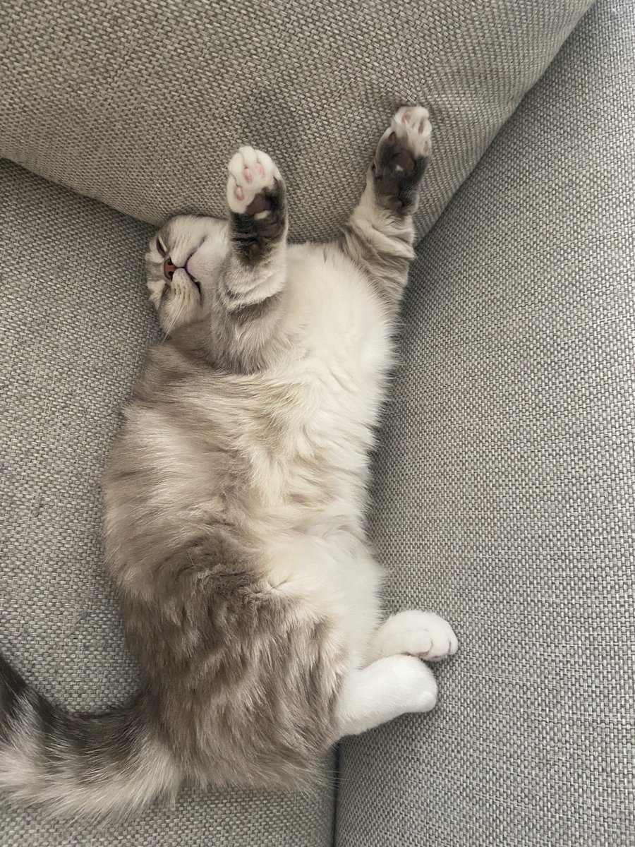 BootyHimee's tweet photo. She’s comfy I promise https://t.co/y7Xqx81RXT