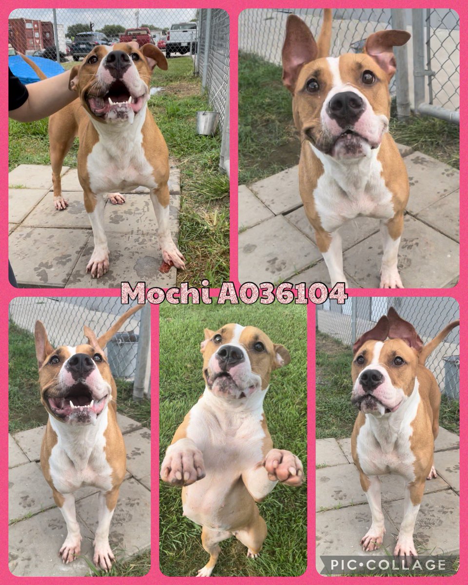FBCASTX's tweet photo. This pretty girl is our shelter’s THIRD LONGEST RESIDENT! How? We’re not sure. She’s absolutely gorgeous. 

She’s got the best set of ears in the shelter too. If you’ll notice she styles them differently in every picture. Our favorite is when she makes them touch over the top of https://t.co/cF2dVb6Xti