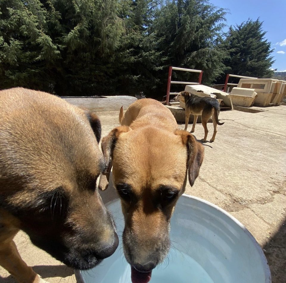 RefugiOceaniCAN's tweet photo. 🛟 🆘🥵🥵🥵
Amig@s alguno de ustedes quisiera apadrinarnos una pipa de agua por favor? Cuesta 1000 y consumimos mucha diario, pues somos 300 perritos que tomamos agua y ahora más que nunca, pues hace mucho calors🥵🥵🥵, hacemos sopa, nos bañamos, lavamos platos, nuestros 🧶👇🏼 https://t.co/qKIvAAuJ8G