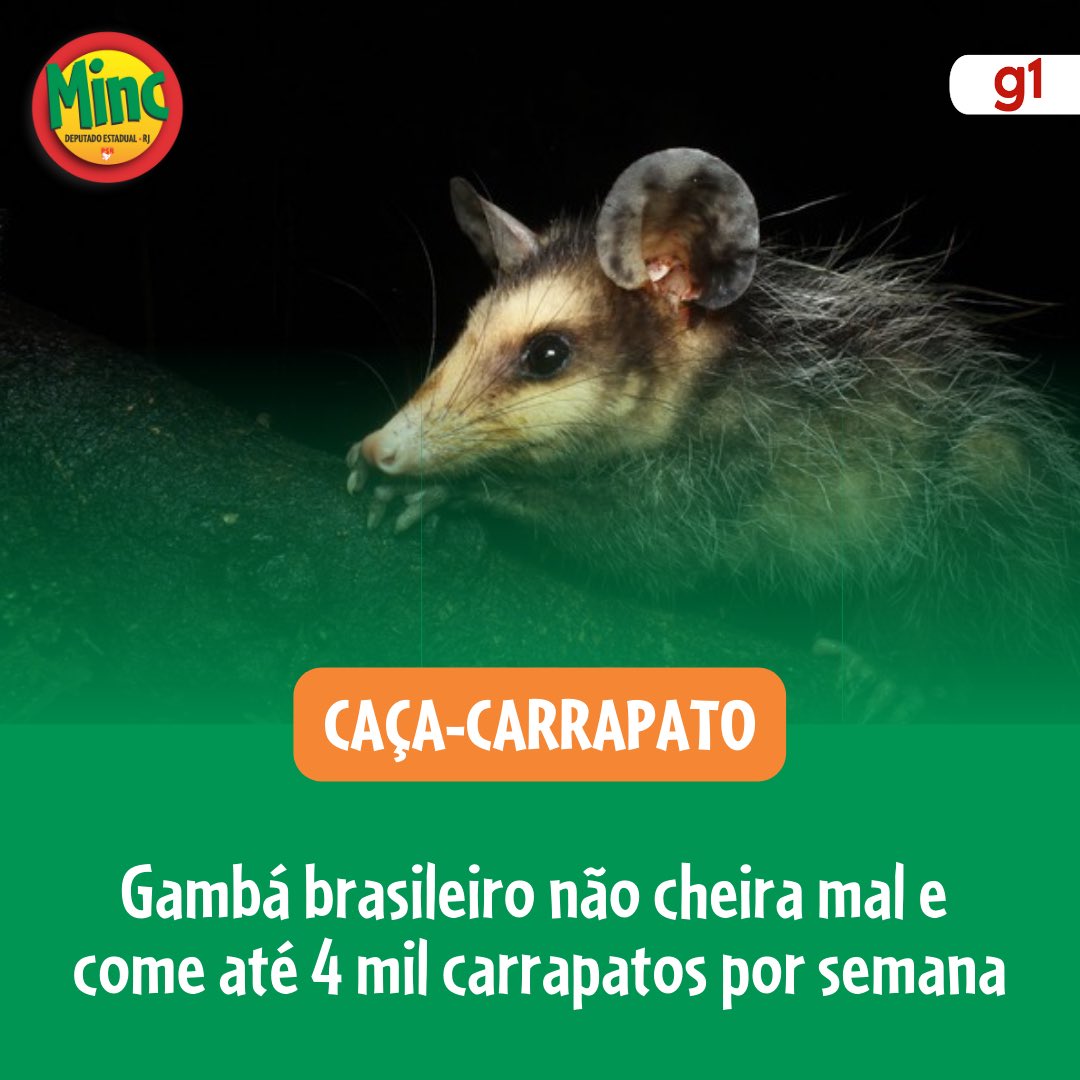 Gambá brasileiro não cheira mal e come carrapatos como o estrela, que transmite febre maculosa e pode matar pessoas. É imune à picada de escorpião e de cobra. É nosso aliado! Não é da família dos ratos, e sim dos cangurus. Muito bonzinho e útil, vamos defender o gambá!