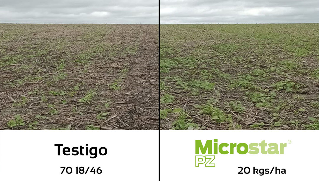 agromil_ltda's tweet photo. ✅ #MicrostarPZ: Mayor stand, desarrollo y menor daño de heladas. 🔎 Evaluación 20/06, a 40 días de sembrado. 📍 Chamizo, San José.
@RizobacterU
#MicrostarColza #RizobacterUruguay https://t.co/PauymeSIU0