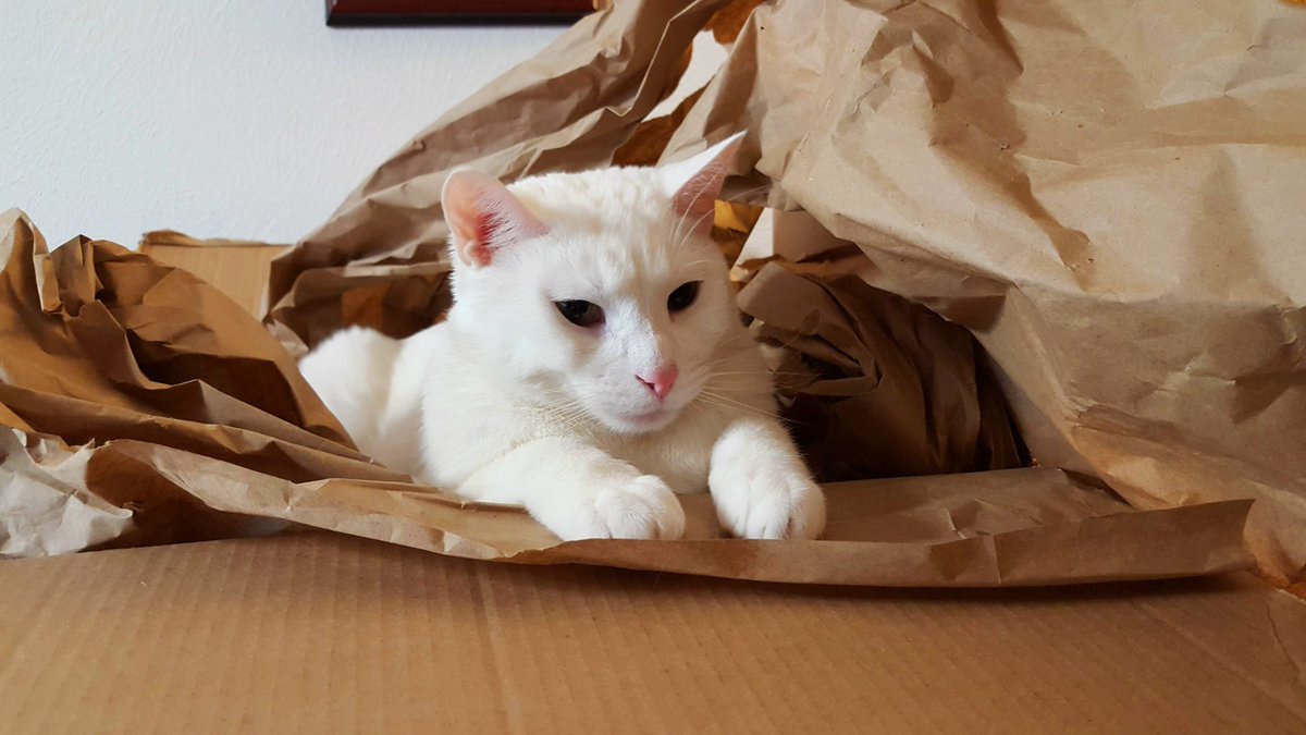 Lexyu on Twitter "Thank Fudge it's Friday!!! Fudge loves boxes, he