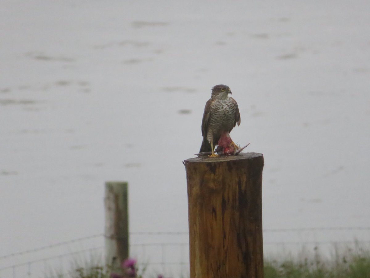 Supper anyone #sparrowhawk