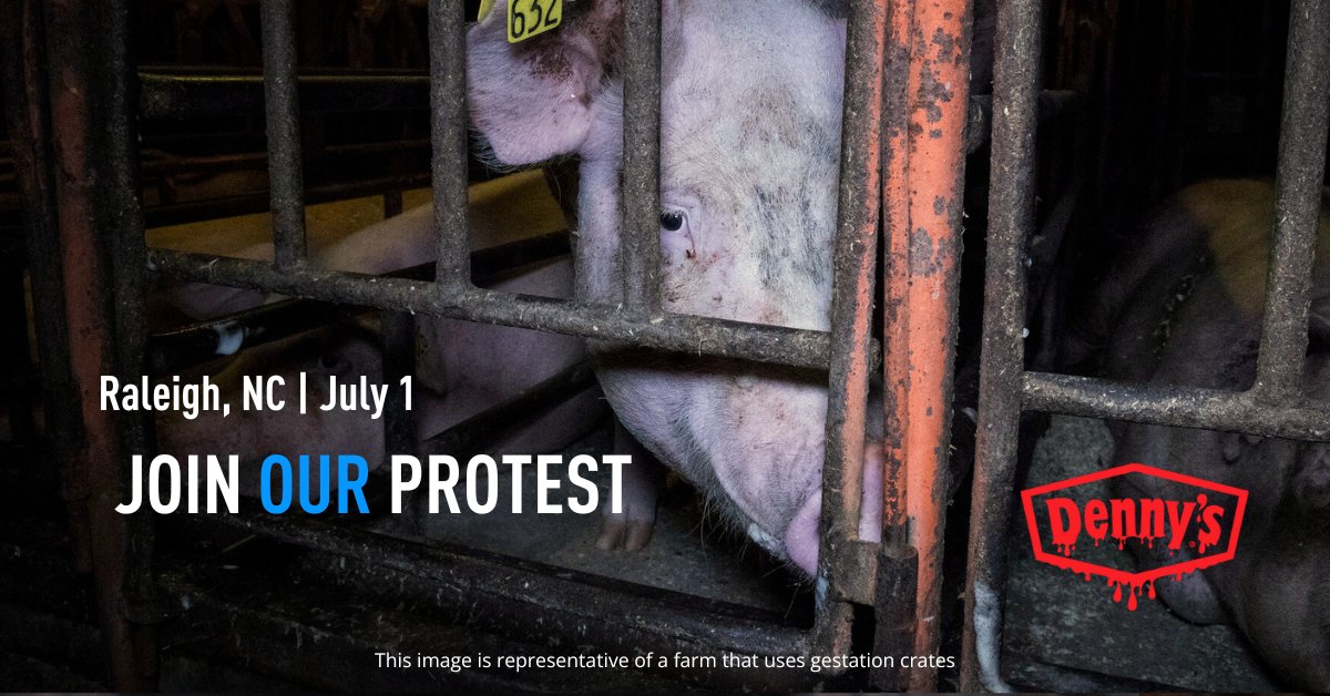 Raleigh, NC: Demand Denny's keep their promise for mother pigs! https://t.co/CwKvQZ0bhl 

Join the protest SAT 7/1 from 11AM - 1PM EST: https://t.co/rlmAbU8Ert

Denny's: 3215 Wake Forest Rd, Raleigh, NC 27609

Support our vision of a humane food system: https://t.co/WgoRarlFqG https://t.co/QqaDV0N8V2