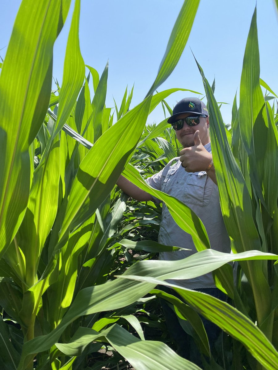 TyCMason's tweet photo. @corn_porkNbeans Planted early April. DKC 115-33 going strong https://t.co/Yq8OfOlUoC