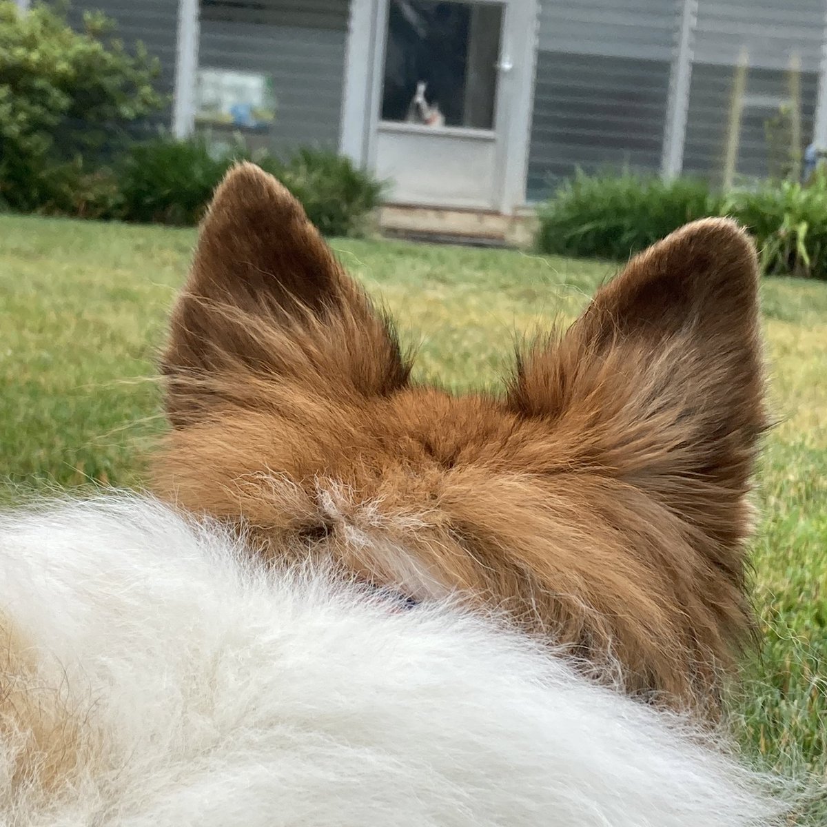 🐶 Like many dogs the world over, this pup 🔊 barks at every creature that walks by his 🏡 house … except me!  I’m such a 😌 #calmingpresence that he just sees me and calms down and allows me to pass without so much as a whimper. 

#calmdog #dogwhisperer #collie #roughcollie