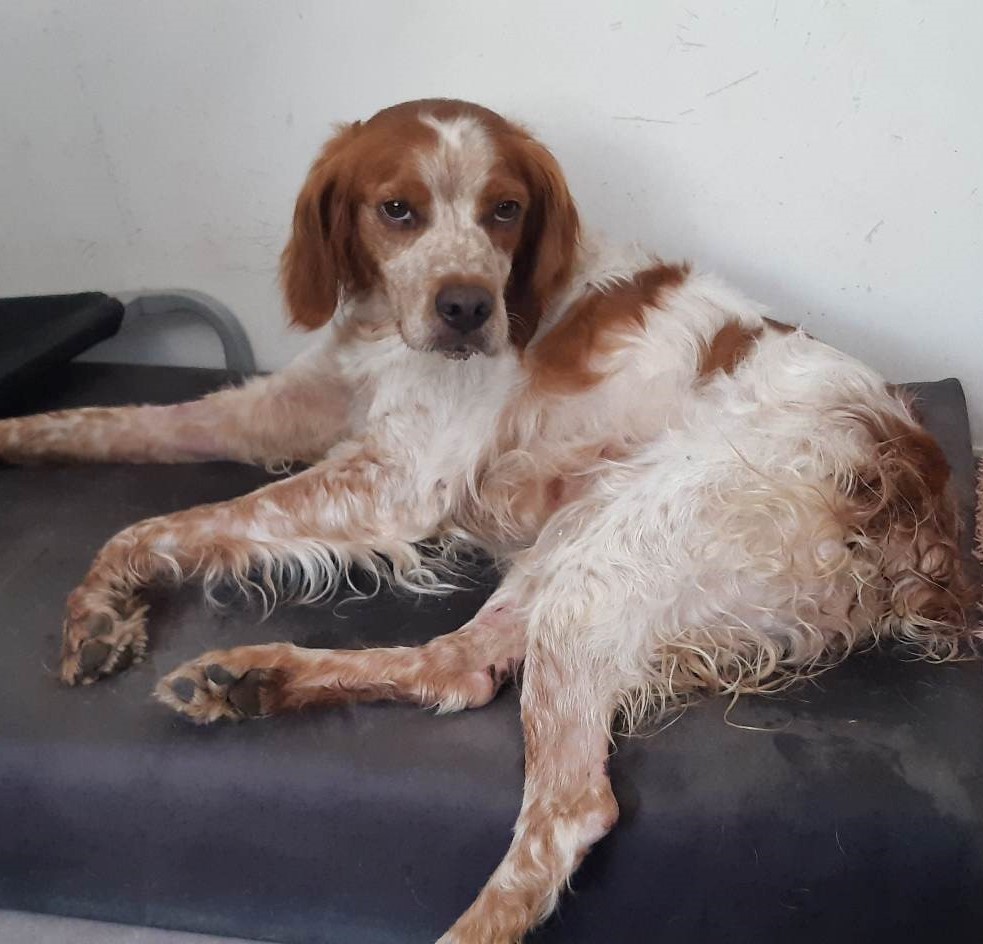 Bonjour à tous !

Eh oui, l'association <a href="/Moustaches35/">Moustaches & Cie</a> a besoin de vous toute l'année ! 
Aujourd'hui, c'est pour NOURA, cette épagneul dont les deux pattes arrières sont paralysées. 😥

En savoir + : fb.watch/llM4NEtF3Q/?st…

Pour faire un don : 
paypal.com/donate?hosted_…

Merci 💙