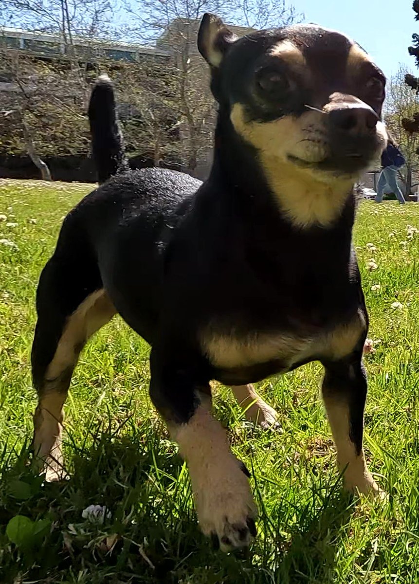 80sqween's tweet image. Help Scruffy, Snow&apos;s Mom, is missing. Last seen in Riverside, C.A. 92507. Please Retweet. DM if you have info. Very friendly.😭😭#CityofRiverside #UCR #Riverside #dogsoftwitter #catsoftwitter #kittytwitter #anipals #missing #inlandempire #IE #dogs