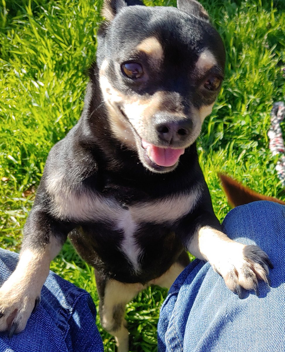 80sqween's tweet image. Help Scruffy, Snow&apos;s Mom, is missing. Last seen in Riverside, C.A. 92507. Please Retweet. DM if you have info. Very friendly.😭😭#CityofRiverside #UCR #Riverside #dogsoftwitter #catsoftwitter #kittytwitter #anipals #missing #inlandempire #IE #dogs