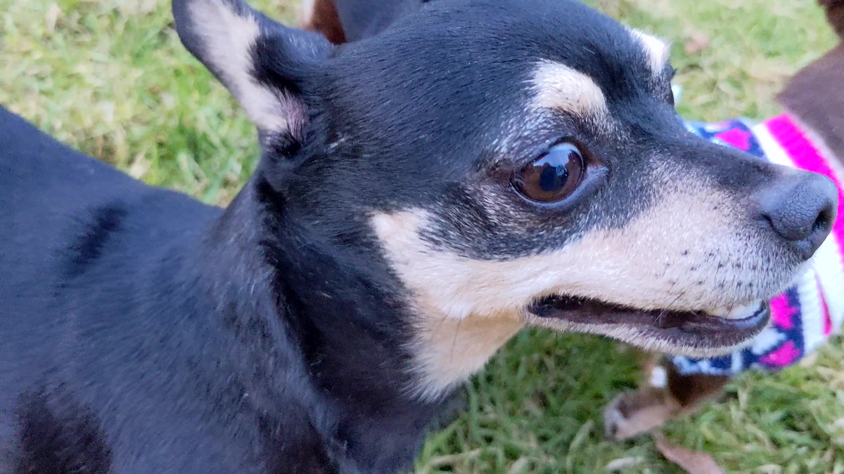 80sqween's tweet image. Help Scruffy, Snow&apos;s Mom, is missing. Last seen in Riverside, C.A. 92507. Please Retweet. DM if you have info. Very friendly.😭😭#CityofRiverside #UCR #Riverside #dogsoftwitter #catsoftwitter #kittytwitter #anipals #missing #inlandempire #IE #dogs