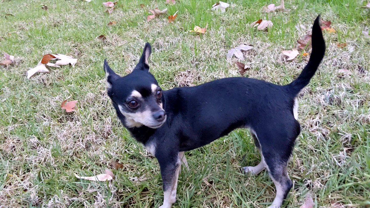 80sqween's tweet image. Help Scruffy, Snow&apos;s Mom, is missing. Last seen in Riverside, C.A. 92507. Please Retweet. DM if you have info. Very friendly.😭😭#CityofRiverside #UCR #Riverside #dogsoftwitter #catsoftwitter #kittytwitter #anipals #missing #inlandempire #IE #dogs