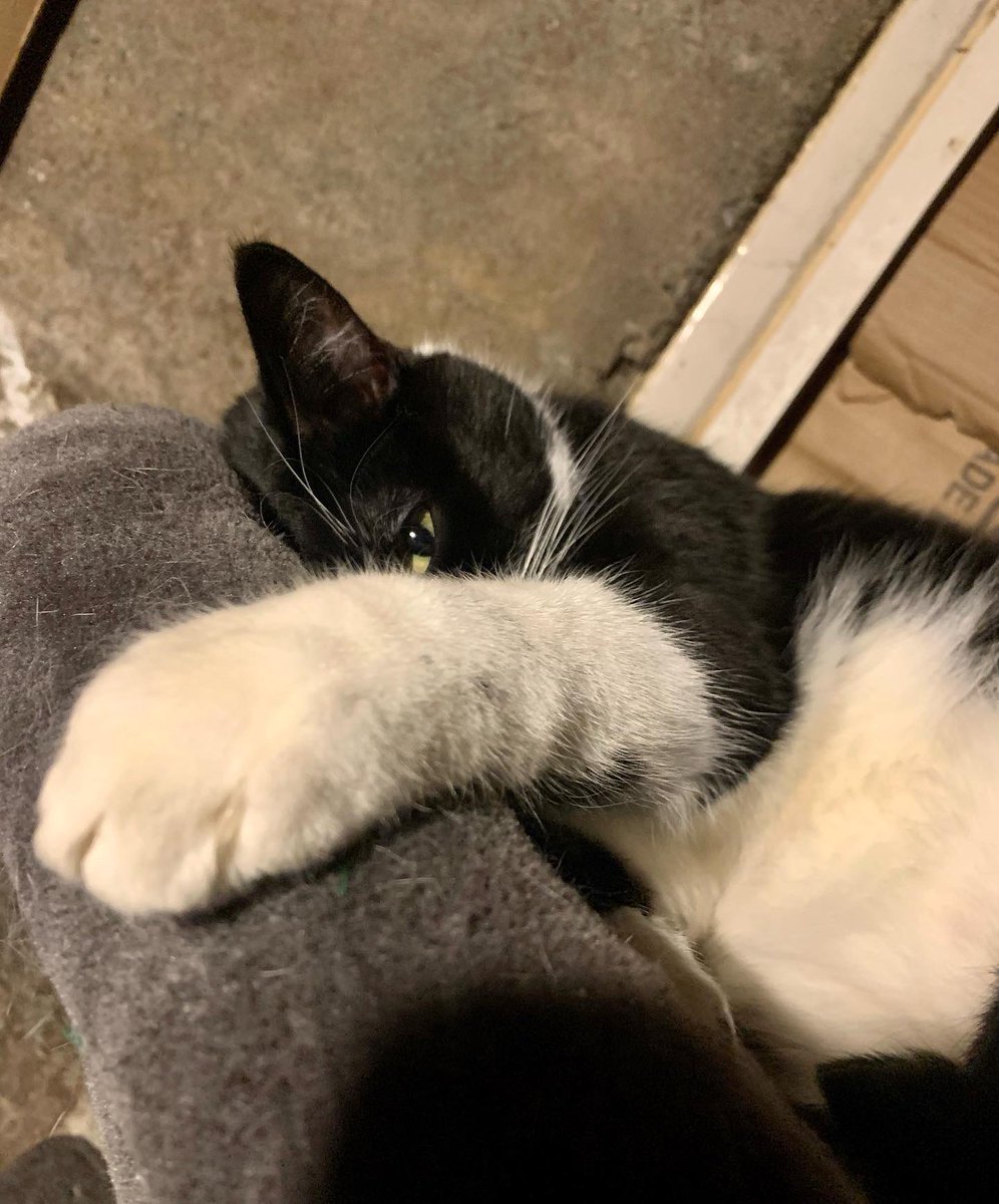 Two of my boys need the vet 😭 This is so not in the budget. Obviously they both have to go either way &amp; I have to figure it out somehow. My poor fuzzy beans.

I’m already stressed about trying to save enough to see a parent before they die… Hoping the GoFundMe will help w/that.