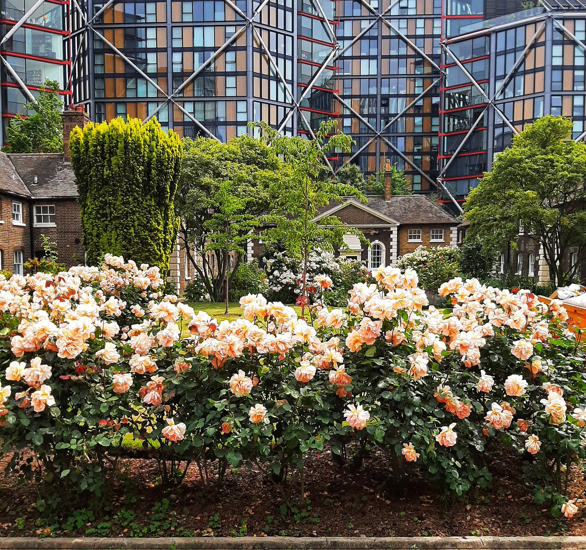 Lucy_Worsley's tweet photo. The almshouses in Hopton Street, Southwark, London, hiding behind a heck of a lot of June roses. https://t.co/BvlPiK1TCg