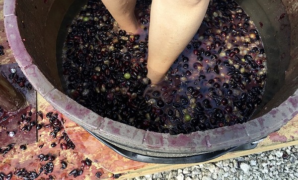 Where to go Grape Stomping in Texas 2023. READ IT ONLY AT: txwine.us/44ieqjs #txwine