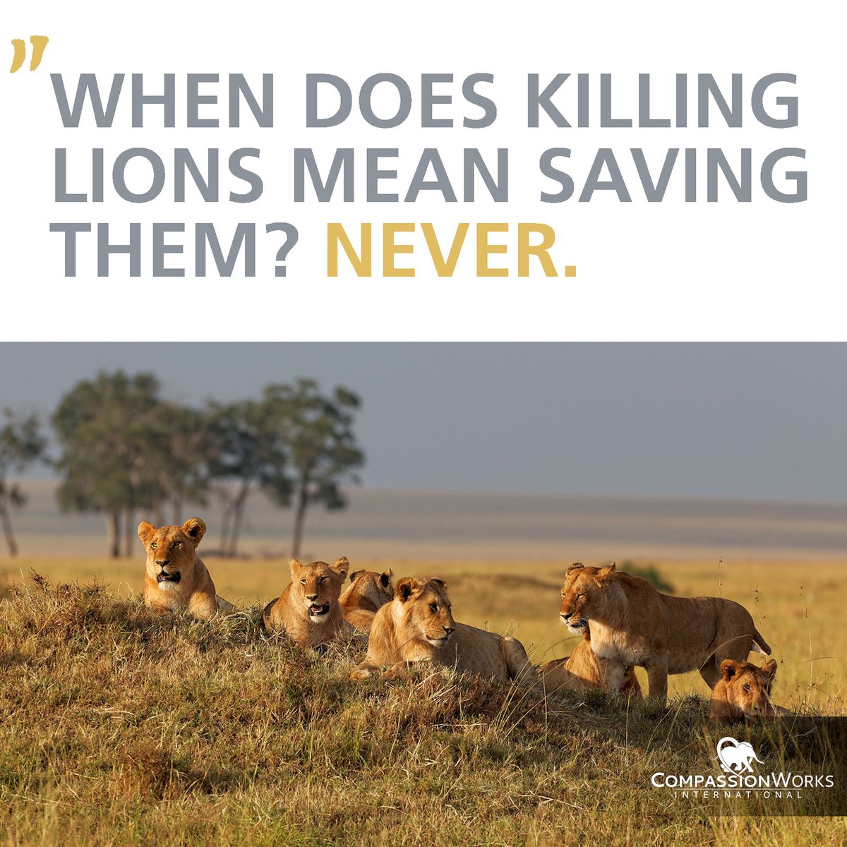 Trophy hunters make inane excuses for their bloodlust. They could just as easily donate or develop programs to actual conservation work...but they choose to kill. #endtrophyhunting