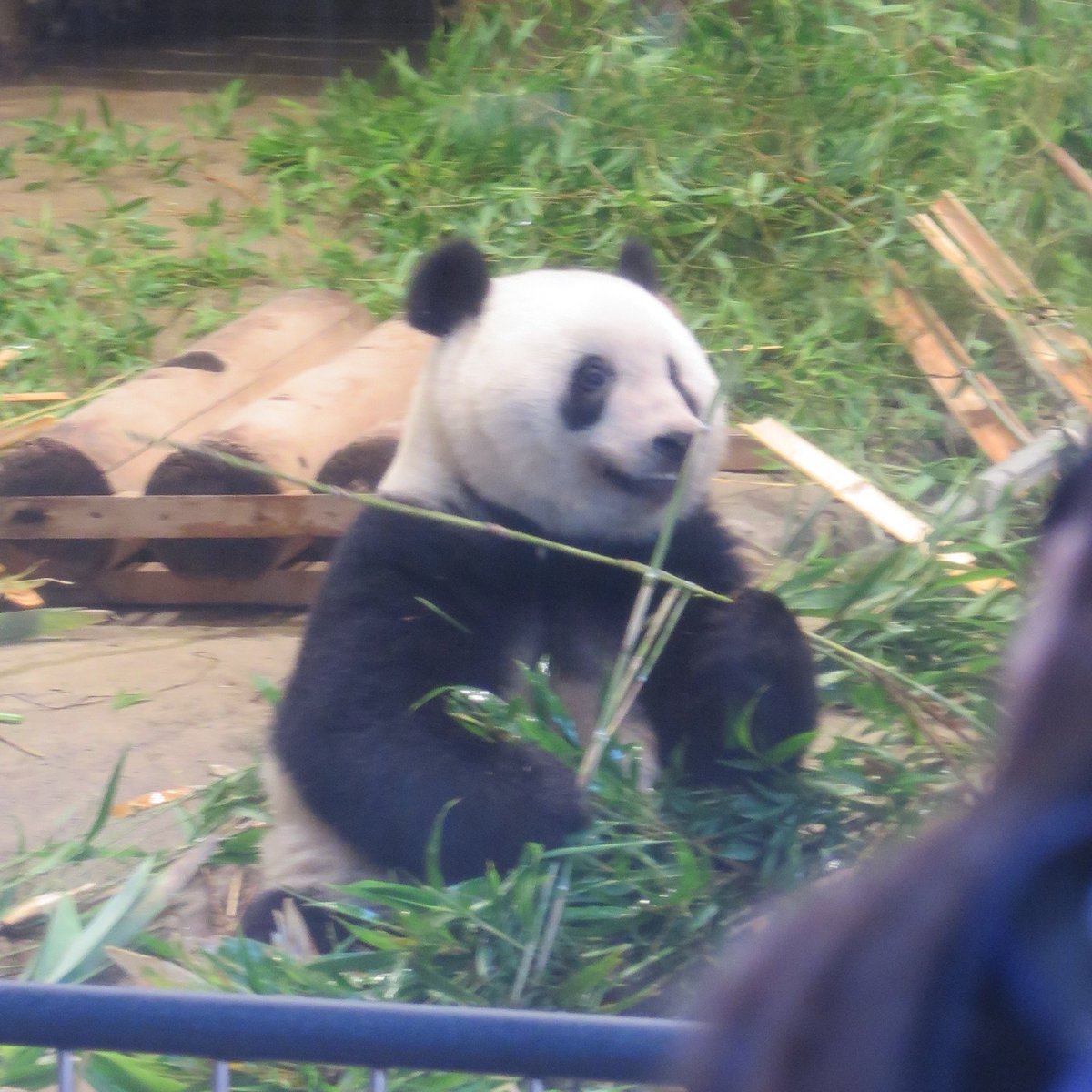 ２歳のお誕生日の
シャンシャン💞
#シャンシャン #上野動物園
20190612