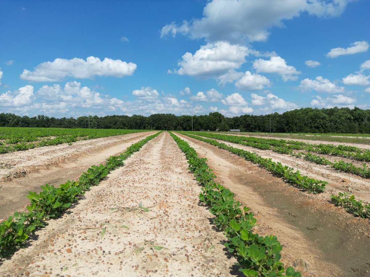 PrecAgEngineer's tweet photo. Most of the crops in #research23 plots are looking good and coming along slowly but we can really use some sunlight for them to pick up some pace!! #cotton #peanuts #corn #soybean #georgiaag #agtechresearch @UGATifton @CropSoilUGA @UGA_CollegeofAg https://t.co/TBHqU5hEEB