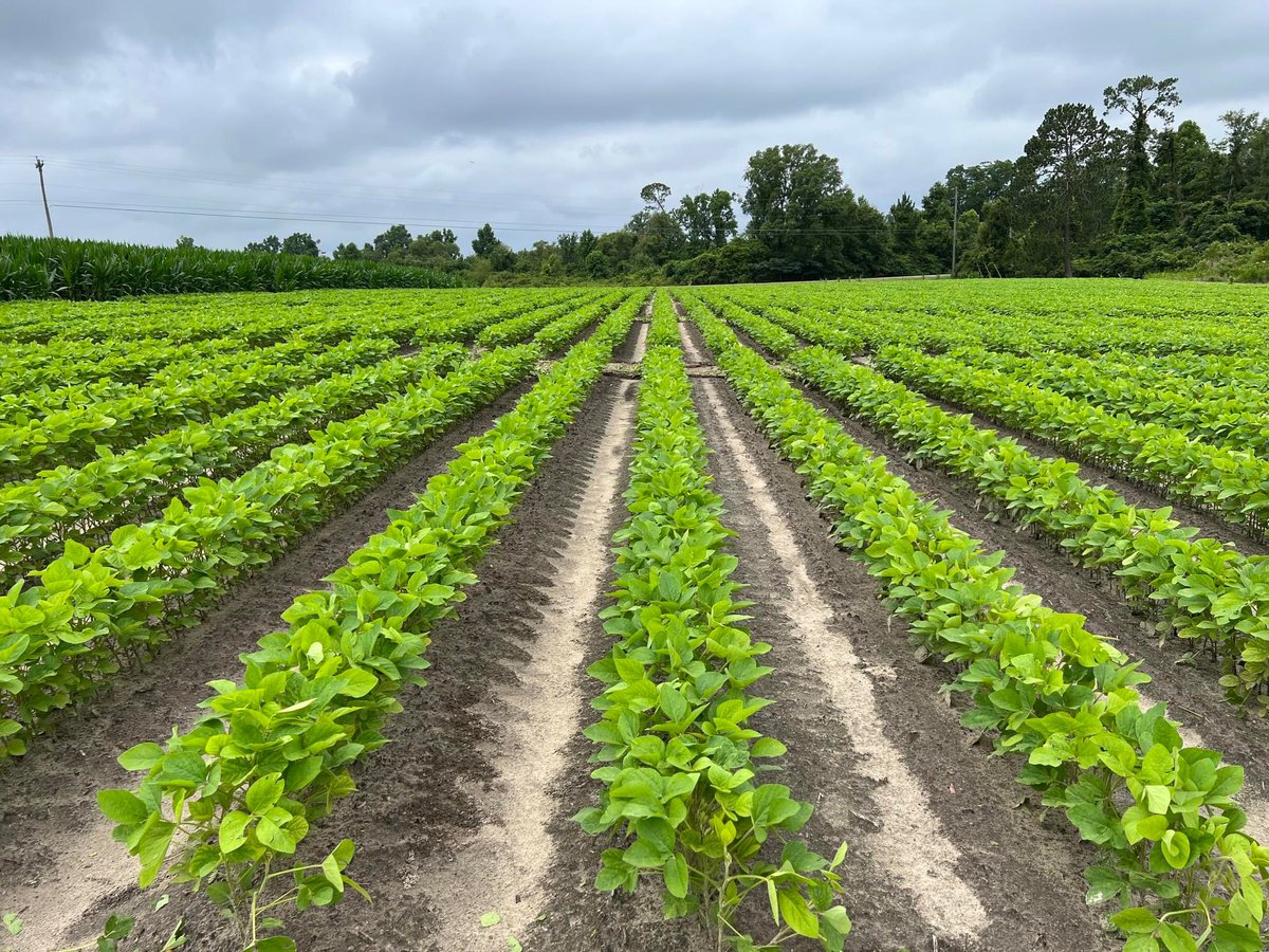 PrecAgEngineer's tweet photo. Most of the crops in #research23 plots are looking good and coming along slowly but we can really use some sunlight for them to pick up some pace!! #cotton #peanuts #corn #soybean #georgiaag #agtechresearch @UGATifton @CropSoilUGA @UGA_CollegeofAg https://t.co/TBHqU5hEEB