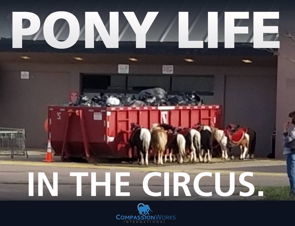 DON'T RIDE PONIES.