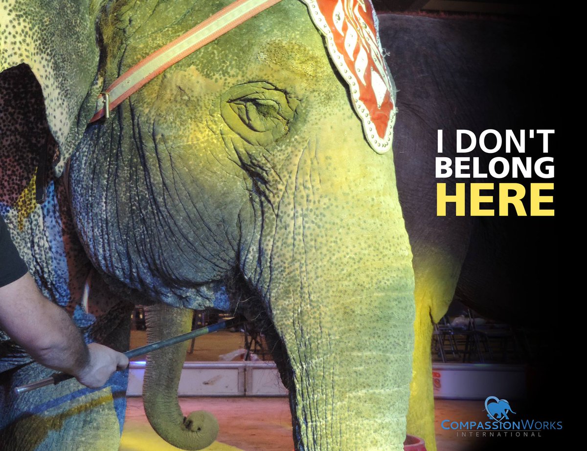 End circus cruelty! --&gt; circusprotest.com