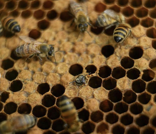 USA: près de la moitié des colonies d'abeilles sont mortes l'année dernière limportant.fr/infos-planete/… #Planète