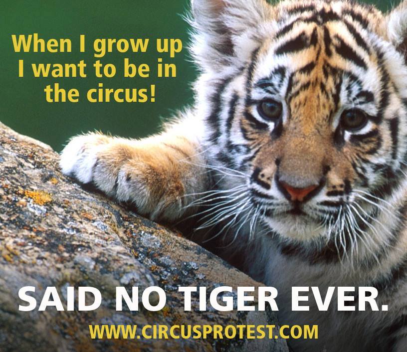 No. Tiger. EVER.