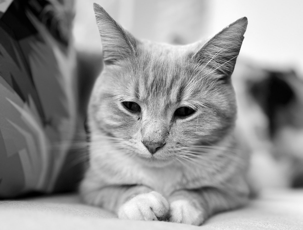 A sleepy cat noir Friday, selfie taken on timer mode by myself  #clevercat 🧡😻🧡 #catsoftwitter #catsontwitter #adoptdontshop #CatsLover #catsprotection #catsprotectionawards #voteeric #rescuecat  #NationalCatAwards #catnoirfriday