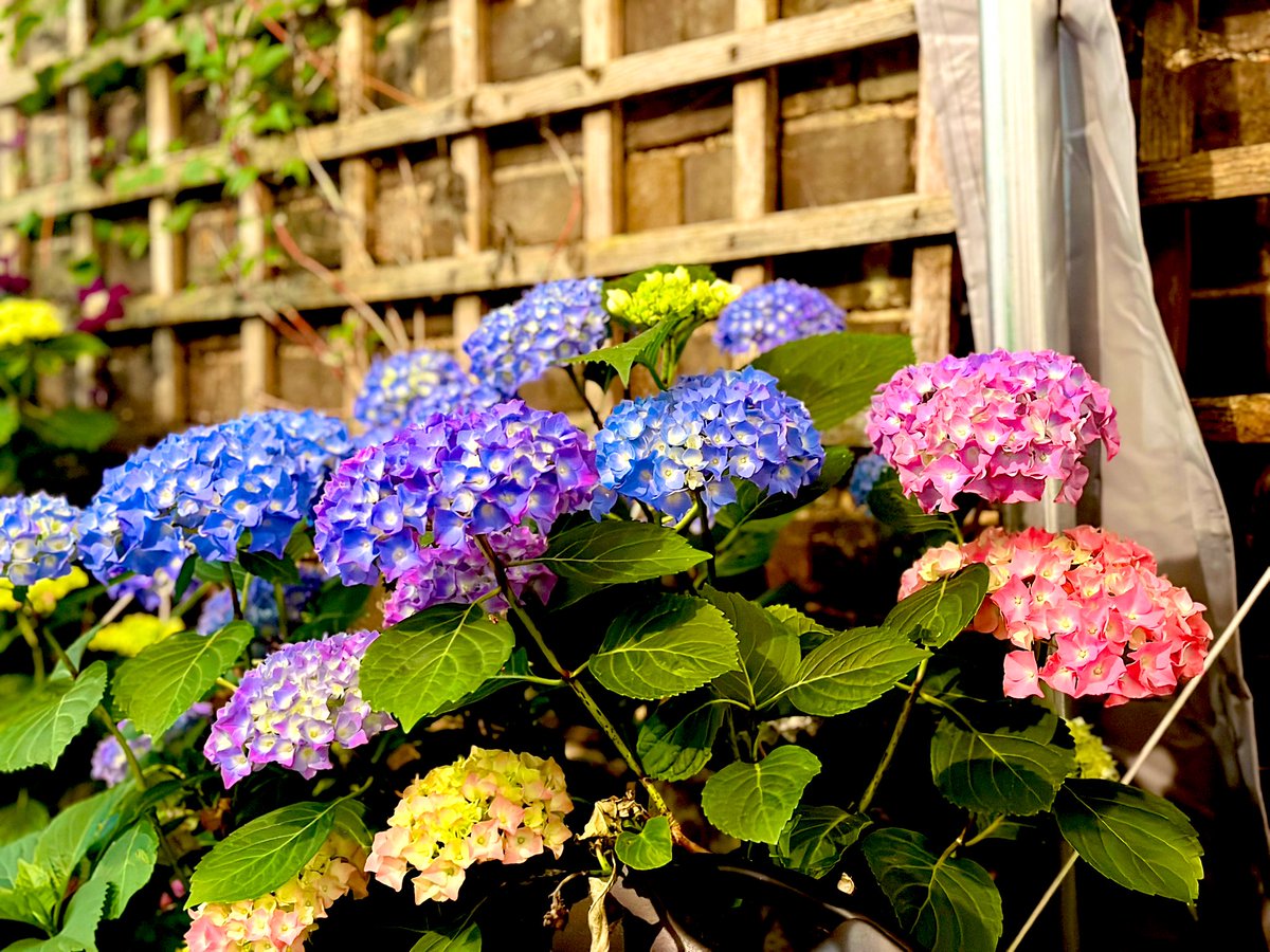 Blossoming blue (and pink and purple) #flowers