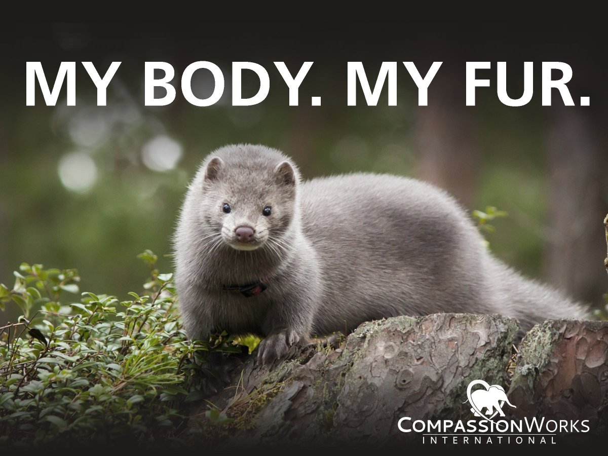 Leave animals alone.