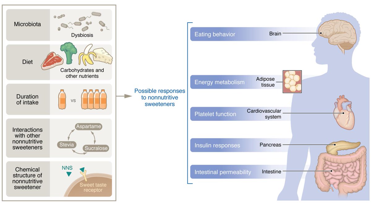 GMFHx's tweet photo. Nonnutritive sweeteners aren't inert to the human body.

Philip &amp; @Elinav_Lab discuss the influences of nonnutritive sweeteners on glycemic responses and gut microbiome and suggest approaches to improve this situation:

https://t.co/xeyNBIBRHa https://t.co/fjVAn527Hs