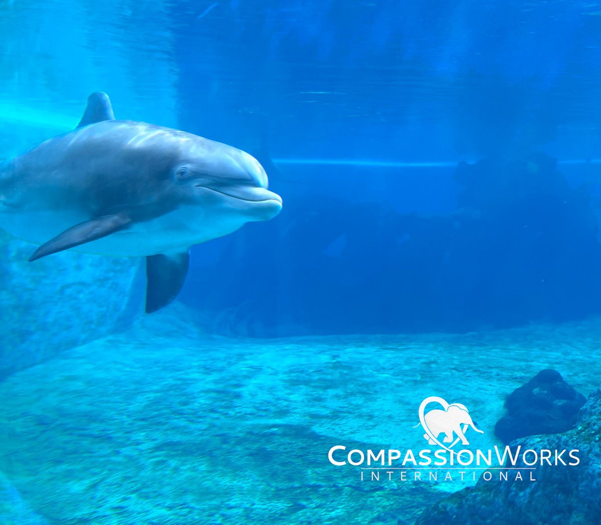 Dolphins belong in the ocean, not a tank.