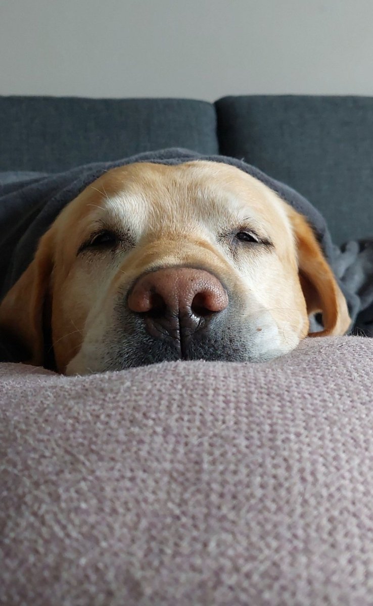 Við misstum Bangsa okkar í byrjun ágúst í fyrra. Það var ótrúlega erfitt og sárt og ég sakna hans alla daga. En ég get ekki ímyndað mér hvað það hefði gert mér ef einhver ómenni hefðu sett í loftið hlaðvarp þar sem þeir níddu mig og hundinn sama dag og hann dó.