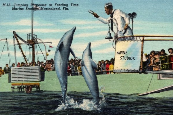 Happy 85th Birthday, @MarinelandFL! 🐬🥳🎂

#OTD in 1938: #Marineland had its grand opening! 

Located south of #StAugustine, #MarineStudios (original name) was promoted as “The World’s First Oceanarium.” 

It's evolved over the years & is still open today! 
#AuthenticFlorida