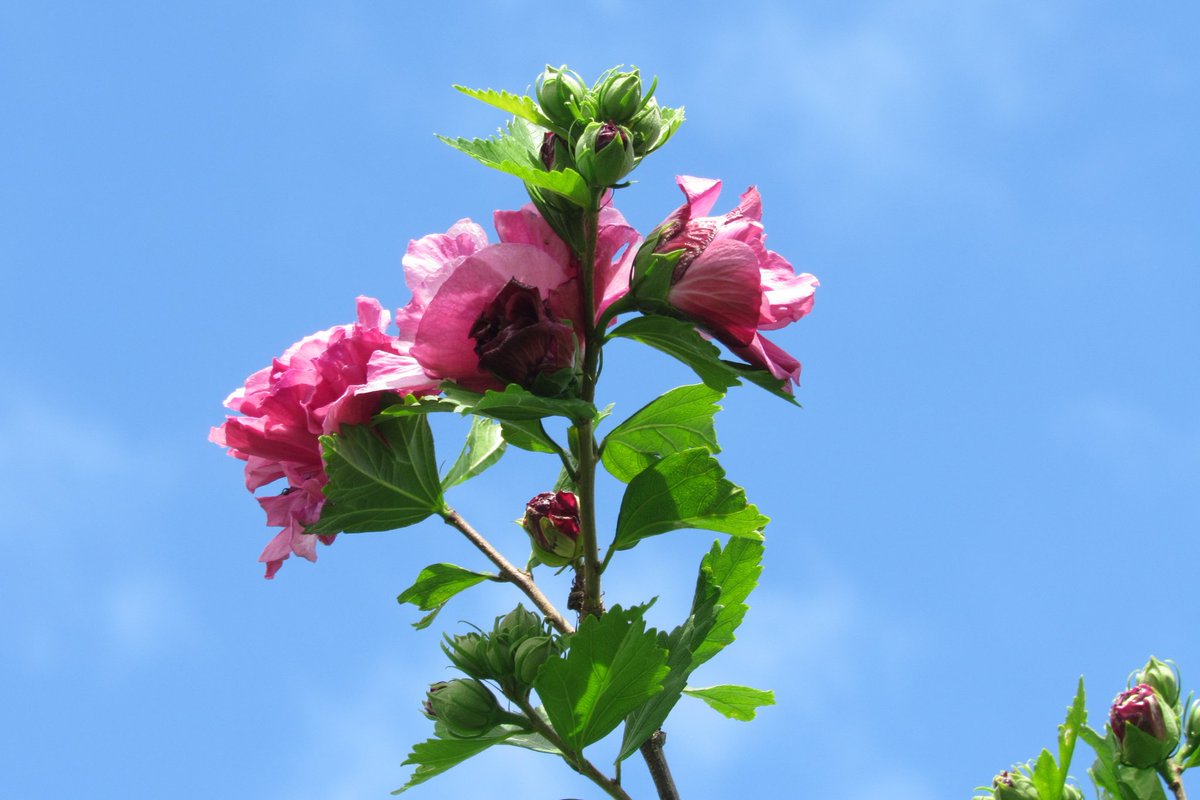 Rose of Sharon