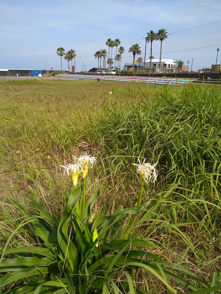 bono1999's tweet photo. ハマユウが咲いてますよ～。今の時期、アガパンサスのブルーの花もよいですが、砂浜に咲くハマユウの白い花も良いですよ👍#鴨川市　#前原海岸　#海浜植物 https://t.co/Xj7IKIKTtt