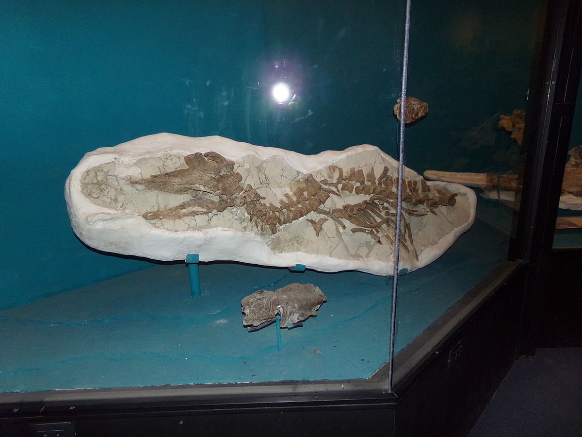 #FossilFriday Skeleton of the basal odontocete Prosqualodon australis from the Early Miocene (Burdigalian) of Argentina and Venezuela