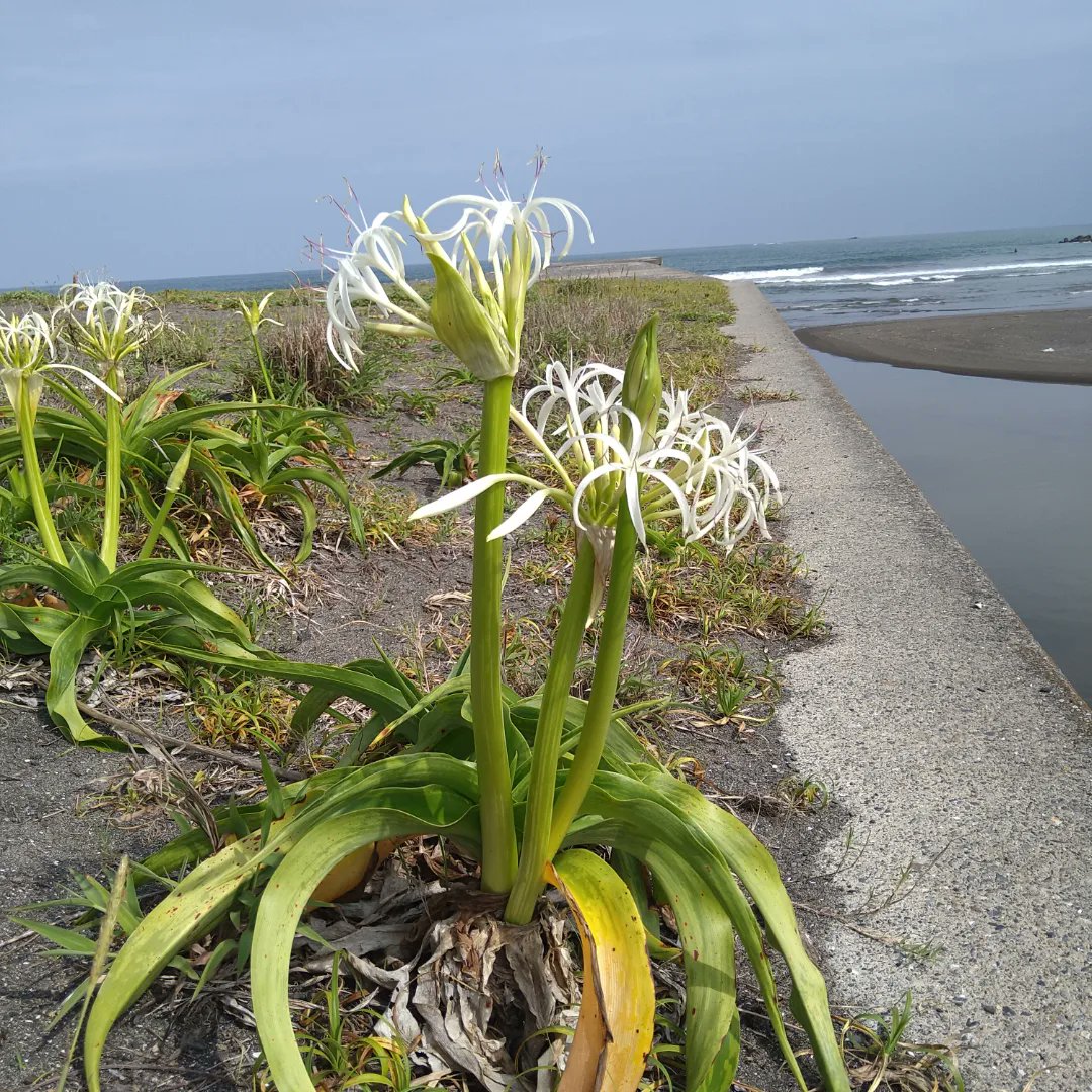 bono1999's tweet photo. こちらは待崎川河口の汐入公園そばの砂浜です。#鴨川市　#海浜植物　#汐入公園　#ハマユウ https://t.co/szEdH9M4ZS