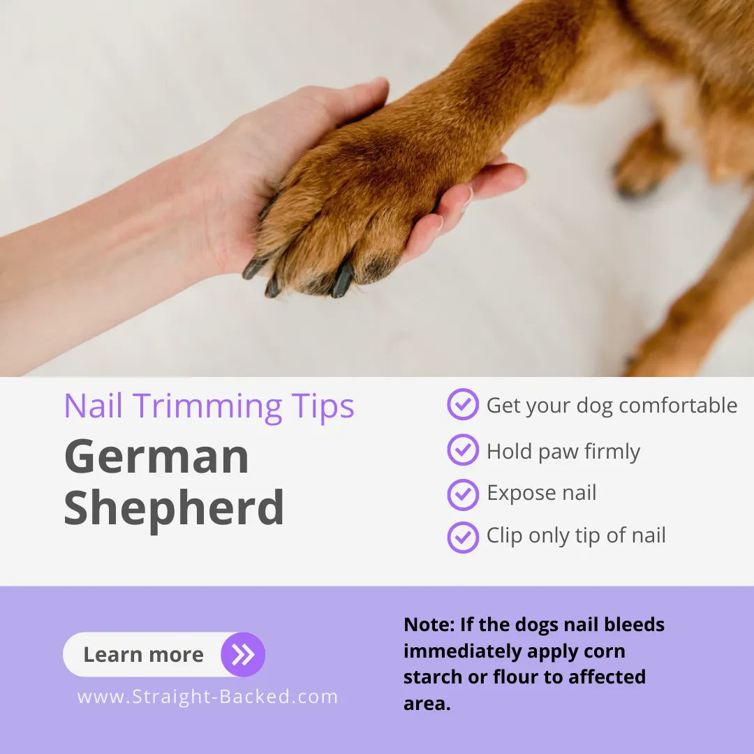 🐕‍🦺🐾 “There are a list of reasons to keep your dogs nails trimmed. Better posture and health are two. 🏥 Learn more. #germanshepherd #dogcare #doglife #straightbacked #gsd