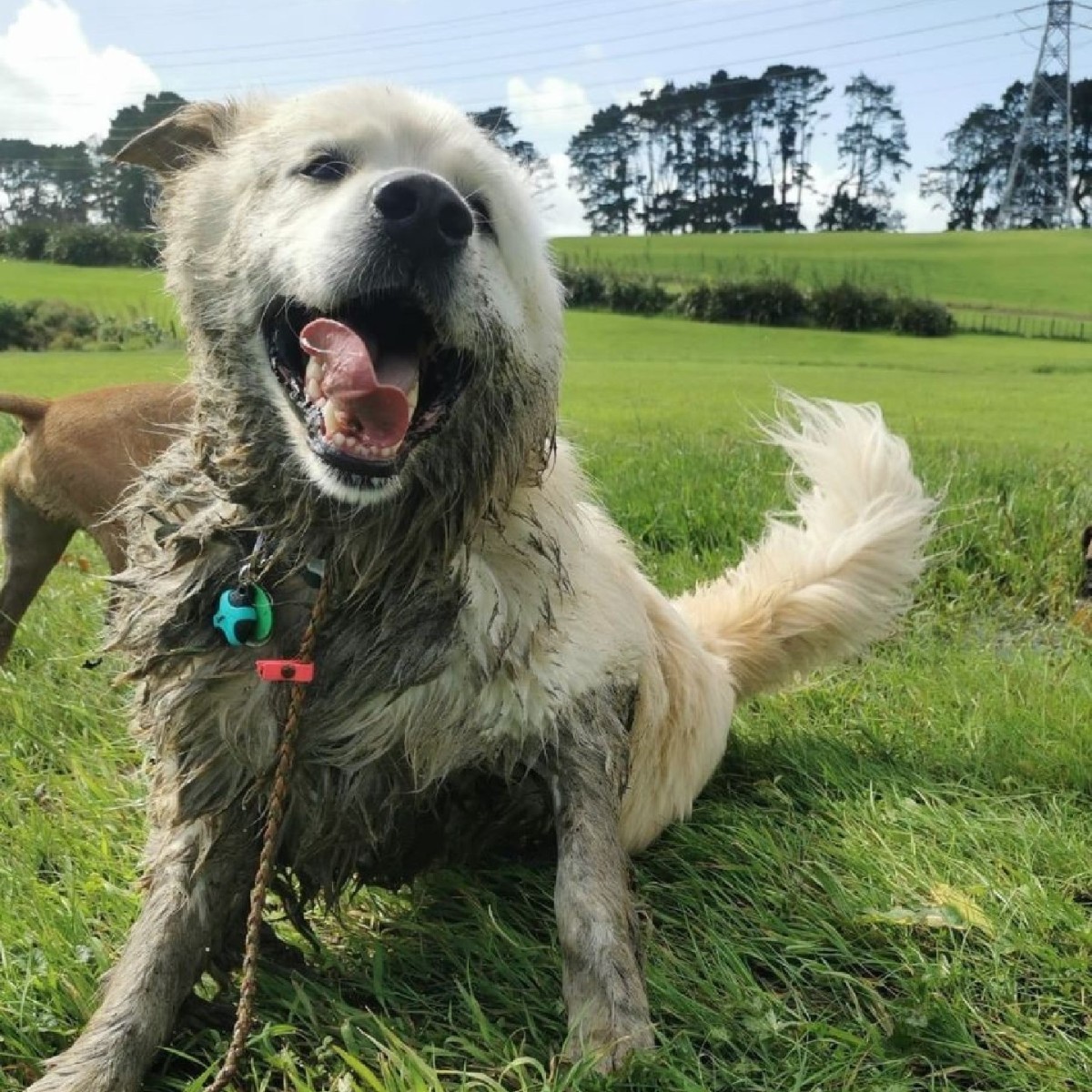 StJohnNZ tweet picture