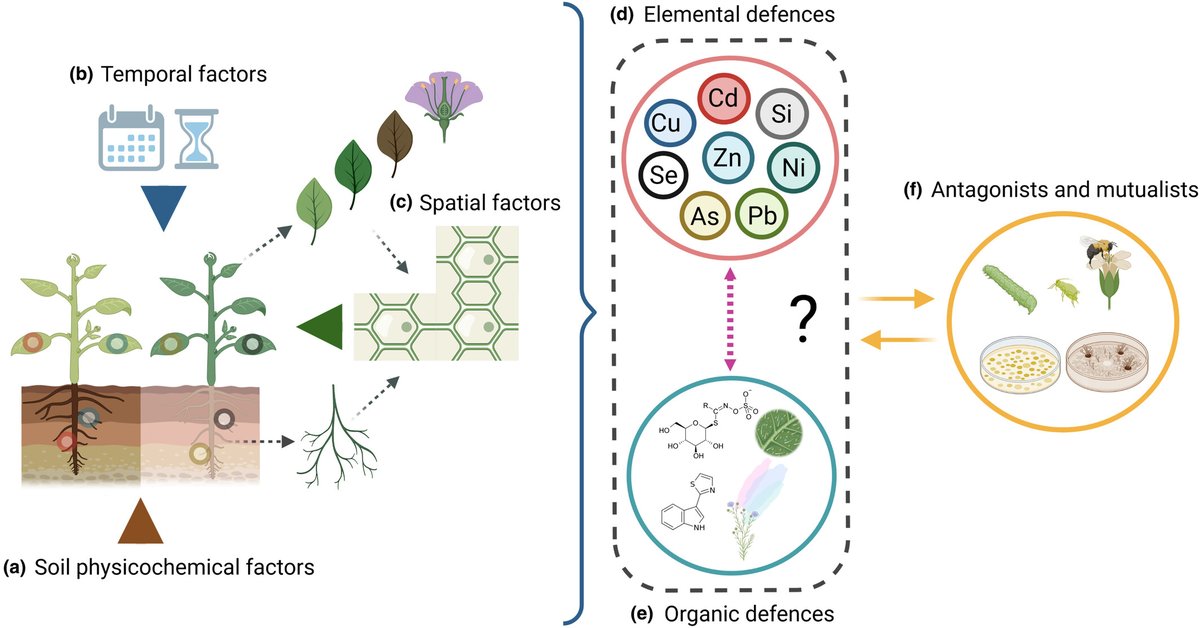 Extending the elemental defence hypothesis in the light of plant chemodiversity
Putra &amp; Müller @rputrabio <a href="/ChemEcolCM/">Caroline Müller</a> 

📖ow.ly/6jgg50OW2A1