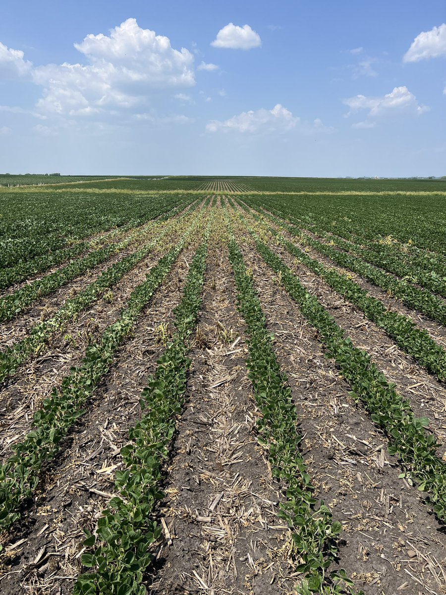 Weeds took the top moisture.