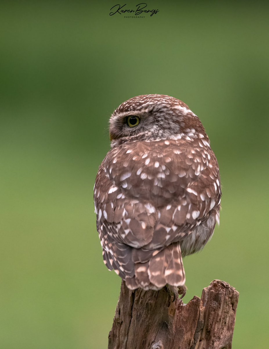 Little owls at Knepp in June 2020 @WildlifeMag @BBCEarth @BBCSpringwatch @BBCCountryfile @Natures_Voice