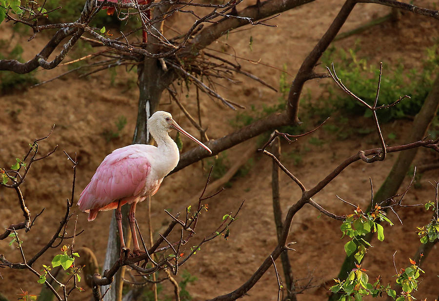JudyVincent74's tweet photo. Immature Roseate #Spoonbill #birds #animals #wildlife #birdlovers #HighIsland #Texas Home #decorating and #giftideas #AYearForArt #BuyIntoArt
Available here ---> https://t.co/jPOfYfZ1aB https://t.co/MppwkL5vBZ